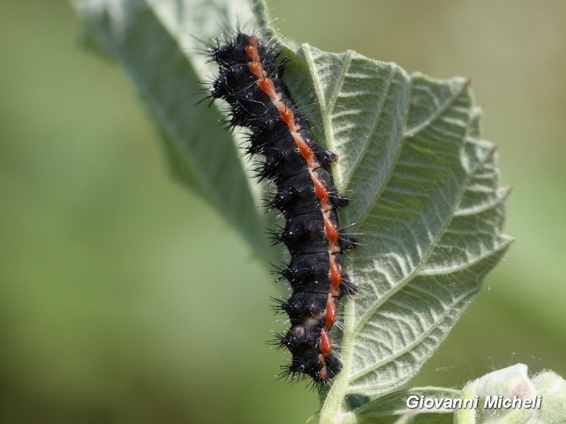 Bruco da ID - Saturnia pavoniella, Saturniidae